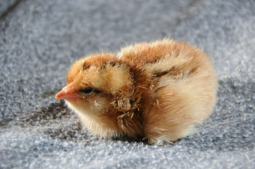  - 02 Pui 2019 tura a 2-a