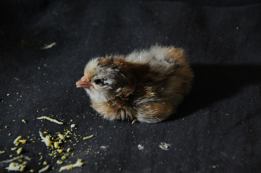  - 02 Pui 2019 tura a 2-a