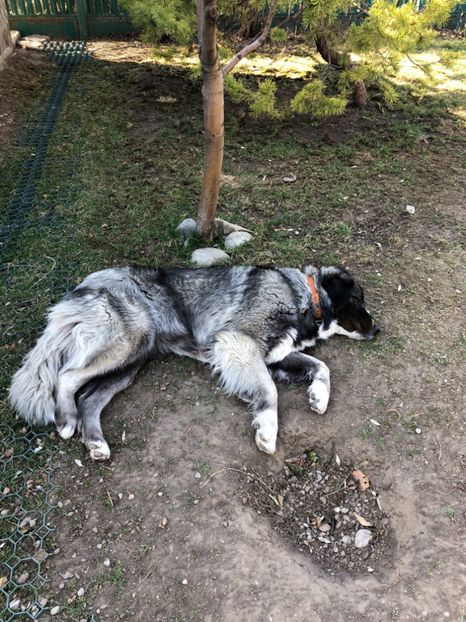 10.03.2019. Gropi noi. - MARA DE CROITORU