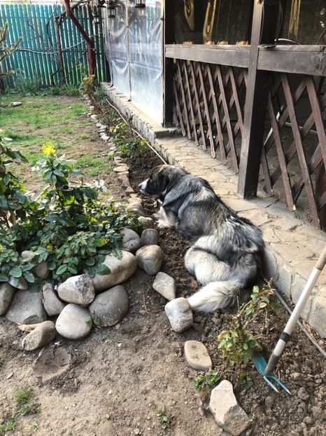 05.04.2019 - MARA DE CROITORU