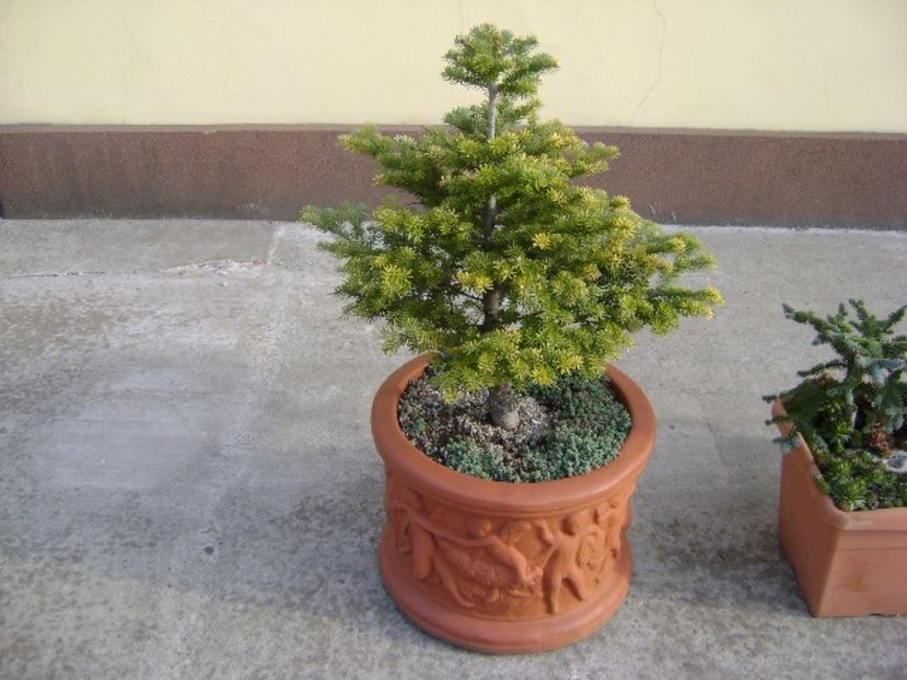 Brad corean - Bonsai si prebonsai 2018-2020