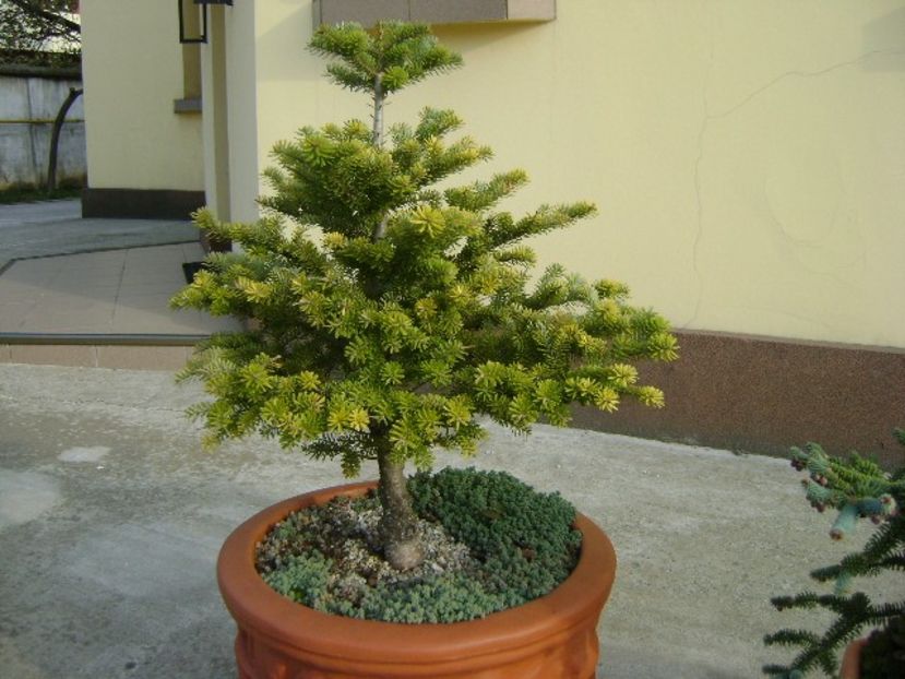 Brad corean - Bonsai si prebonsai 2018-2020
