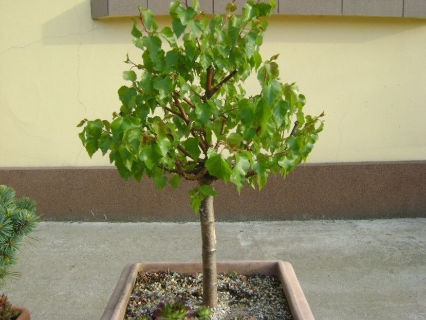 Mesteacan alb - Bonsai si prebonsai 2018-2020