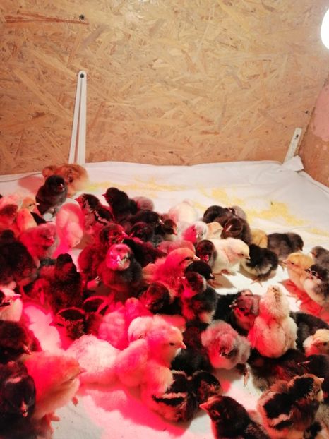  - Pui de găină 2019 un nou inceput