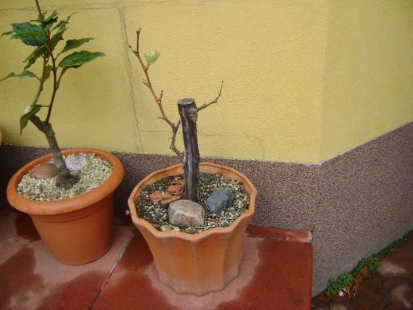Vita de vie - Bonsai si prebonsai 2018-2020