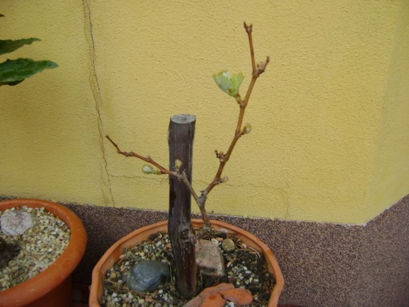 Vita de vie - Bonsai si prebonsai 2018-2020