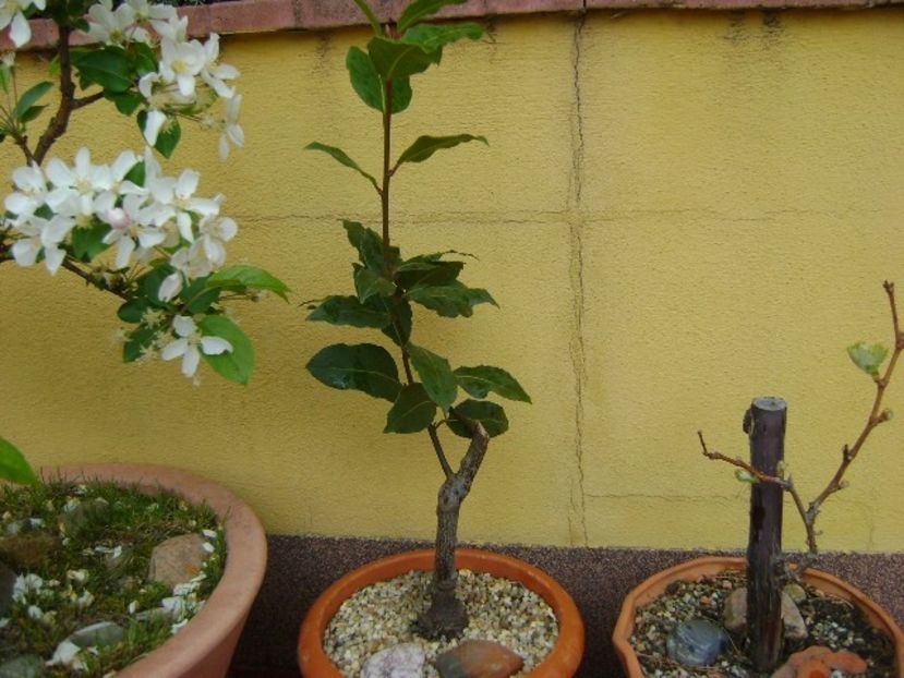 Dafin - Bonsai si prebonsai 2018-2020