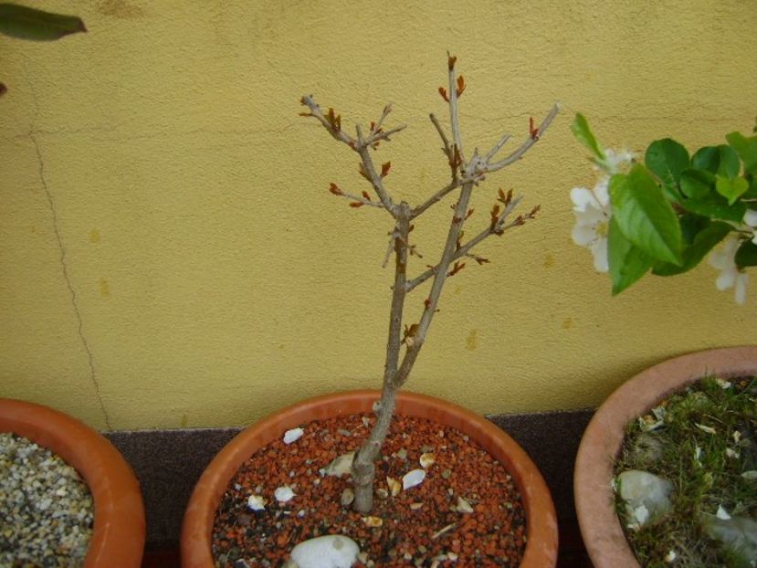 Rodiu (Punica granatum cv. Lagrelliae) - Bonsai si prebonsai 2018-2020