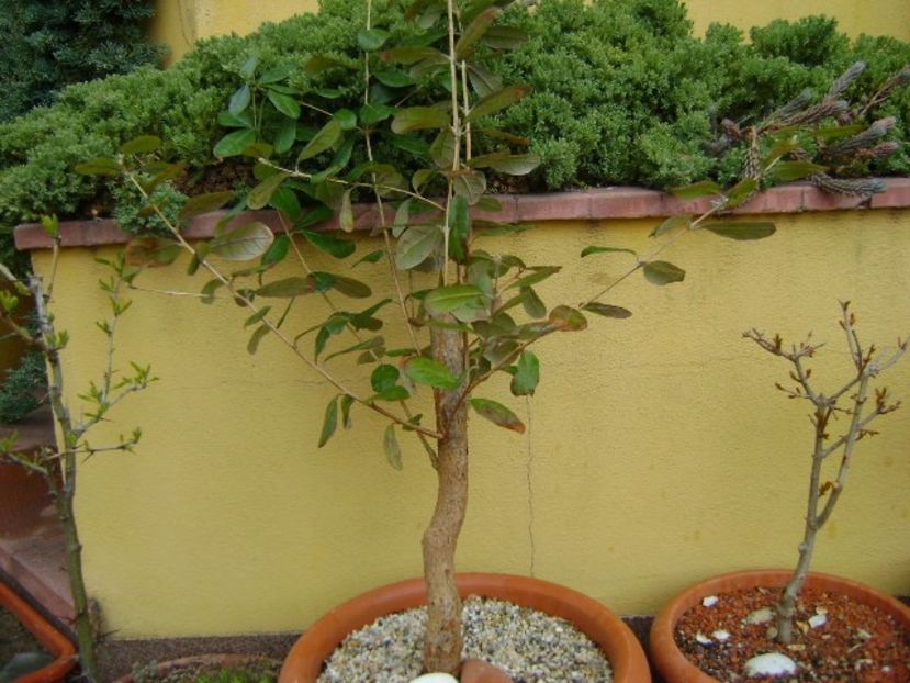 Feijoa (Acca sellowiana) - Bonsai si prebonsai 2018-2020