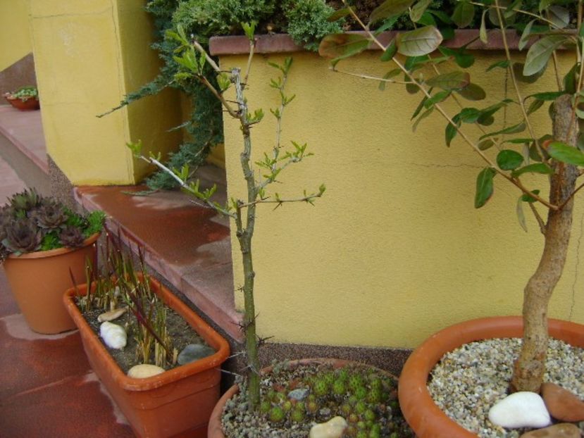 Gladita - Bonsai si prebonsai 2018-2020