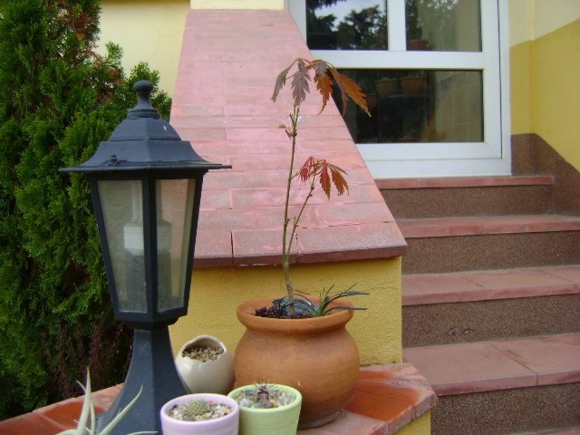 Artar japonez - Bonsai si prebonsai 2018-2020