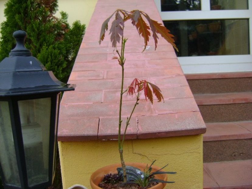 Artar japonez - Bonsai si prebonsai 2018-2020