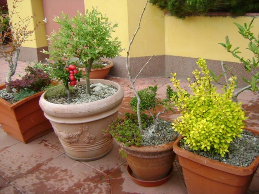 Ginkgo biloba & conifer pitic - Primavara 2019