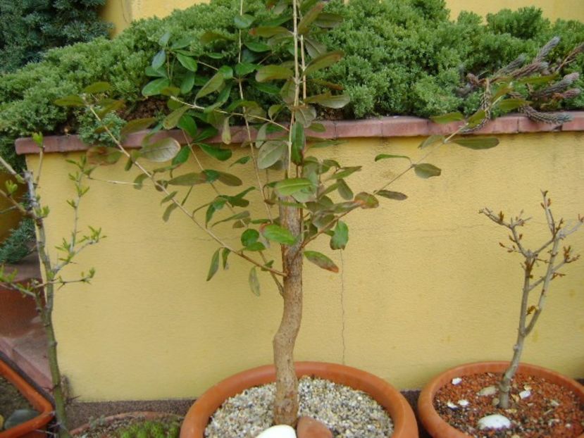 Feijoa (Acca sellowiana) - Primavara 2019