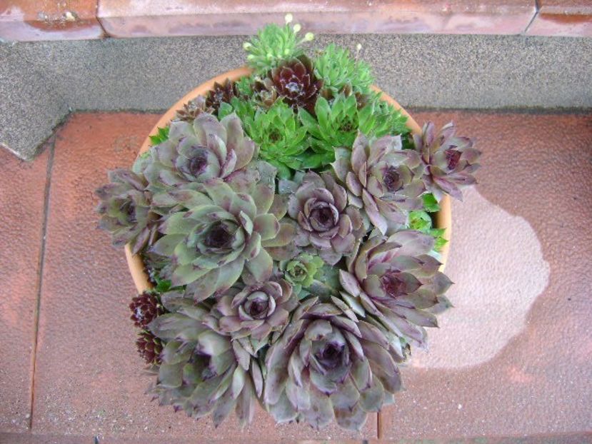 Sempervivum - Primavara 2019