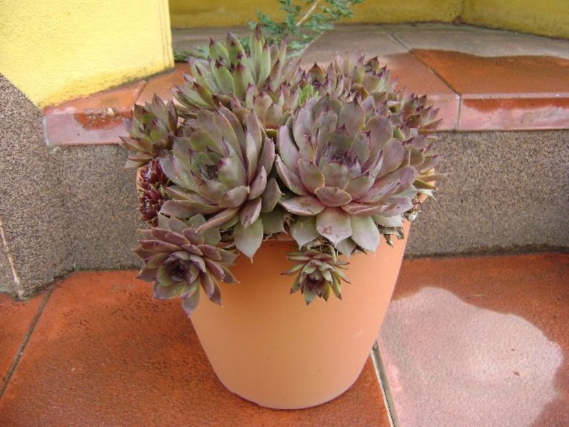 Sempervivum - Primavara 2019