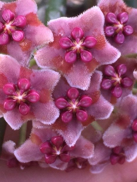  - Diversifolia Crasspies