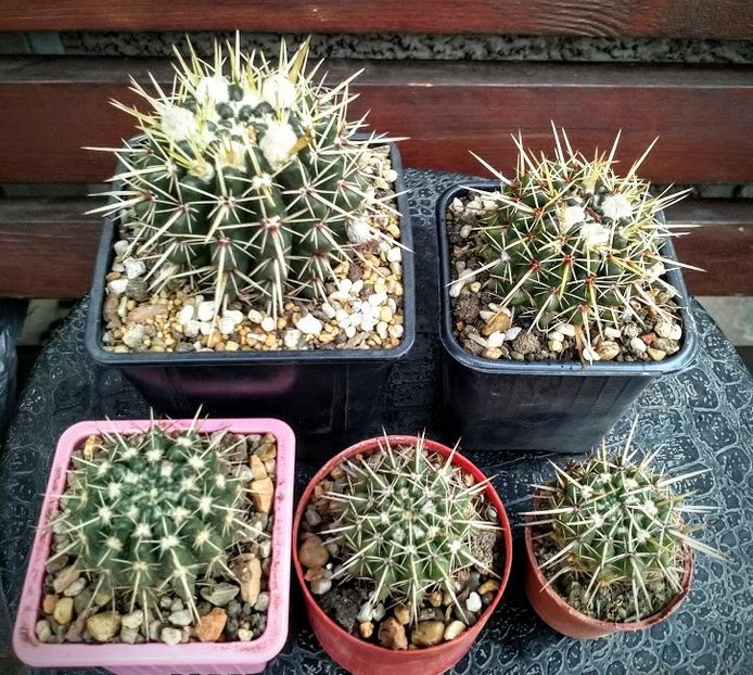 Notocactus submamulosus  -16-12-10-8-6 lei - Cactusi de vanzare