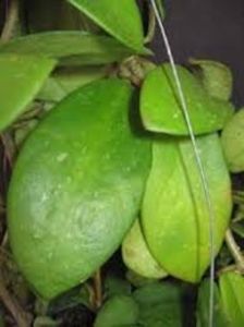  - Diversifolia Crasspies