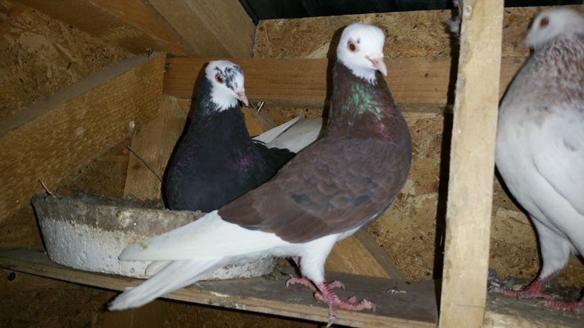  - Rolleri de Birmingham