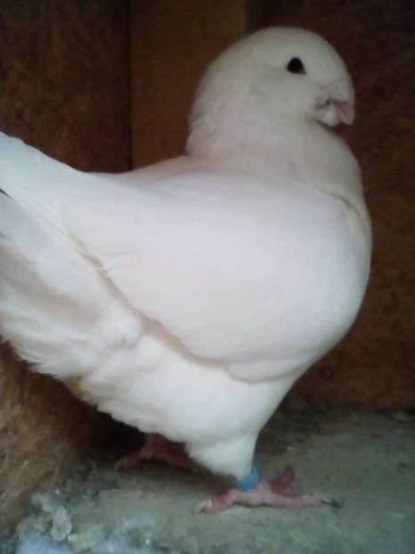 Masc 2018 - Matca AGH 2019