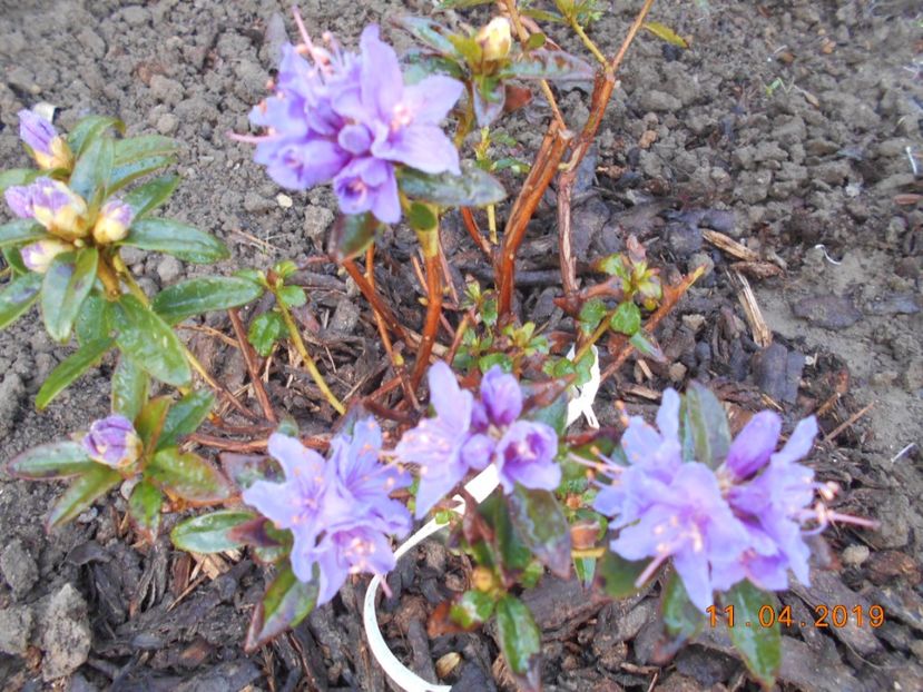 azalee blue tit - 2Azalee-rhododendroni-hortensii-hoste 2019
