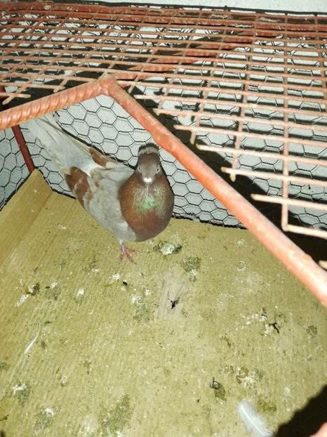  - Contact 0726 506 976