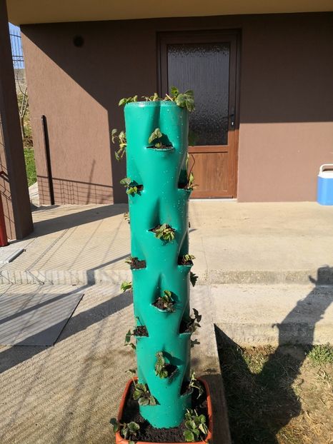  - X - Suport vertical pentru cultivarea capsunilor