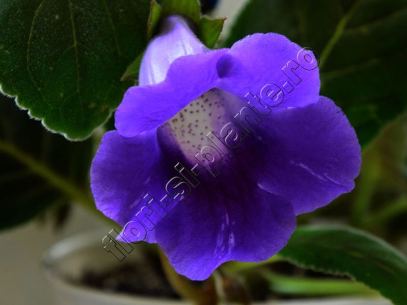 Sinningia Lucis Spots on Ametist Bell - GLOXINIA_SINNINGIA - Hibrizii mei -My hybrids