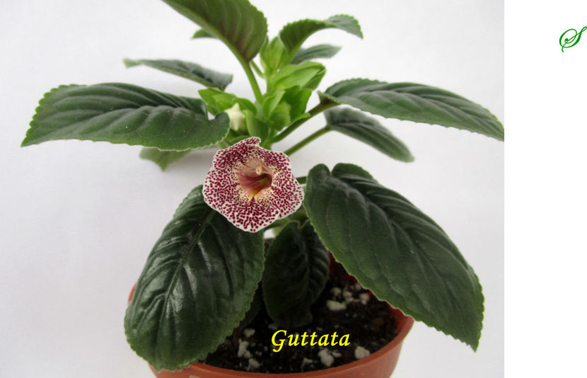 Guttata(11-04-2019) - Sinningii 2019