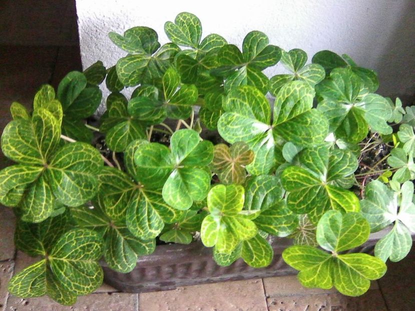 oxalis aureoreticulata ...aprilie - Oxalis 2019