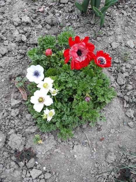  - Grădina 2019