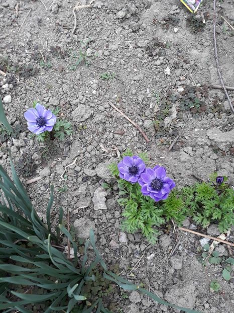  - Grădina 2019