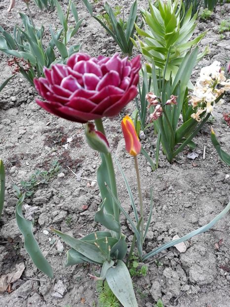  - Grădina 2019