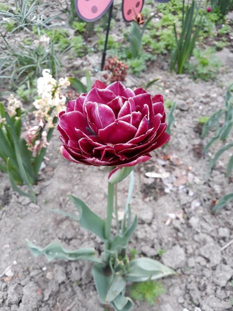  - Grădina 2019