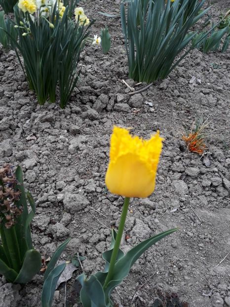  - Grădina 2019