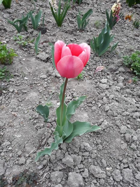  - Grădina 2019