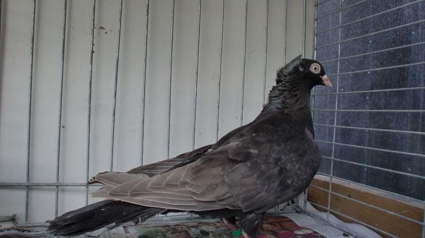 CIMG2209 - Einfarbige Arader Tuemmler_Zburatori de Arad unicolori