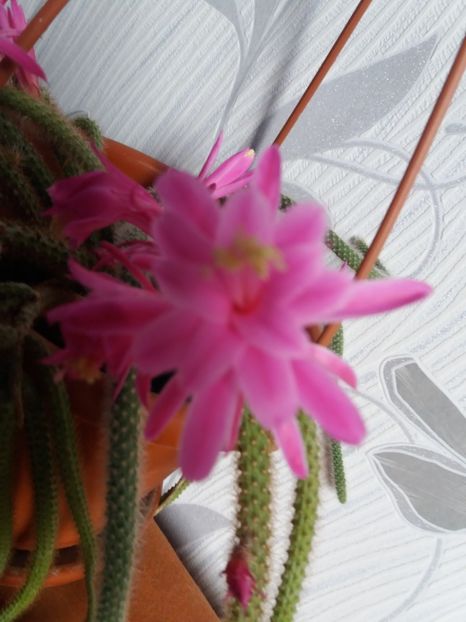  - Florile mele aprilie 2019