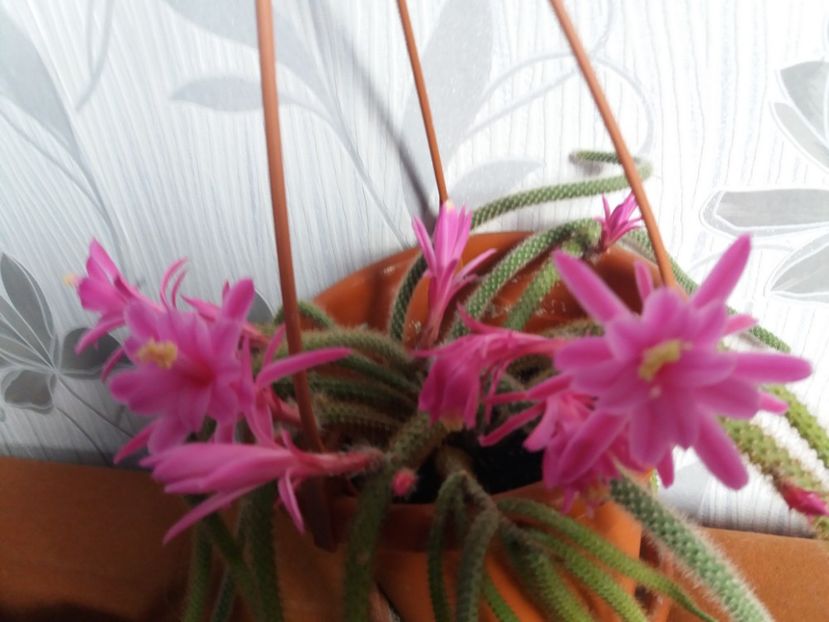  - Florile mele aprilie 2019