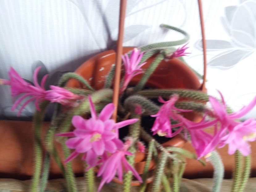  - Florile mele aprilie 2019