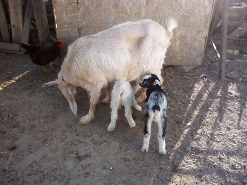  - b 1 3---- ieduti mirela 2019