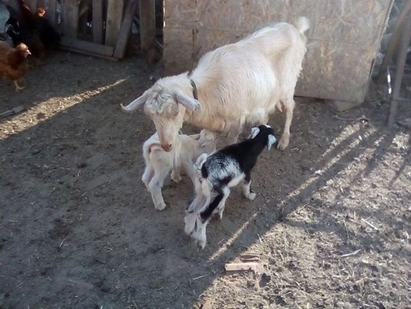  - b 1 3---- ieduti mirela 2019