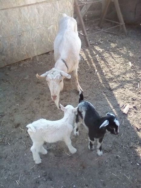  - b 1 3---- ieduti mirela 2019