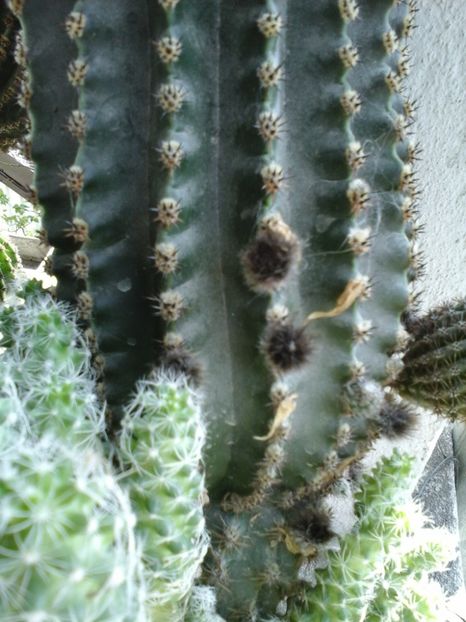 cactusi - 2019