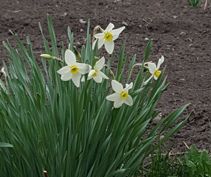 Narcise albe parfumate - Aprilie 2019
