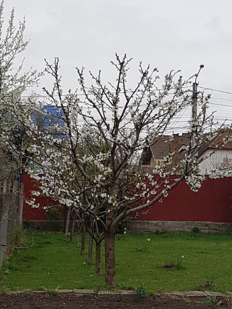 In sfarsit, un pom inflorit in gradina mea: ciresul - Aprilie 2019