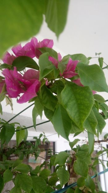  - Bougainvillea