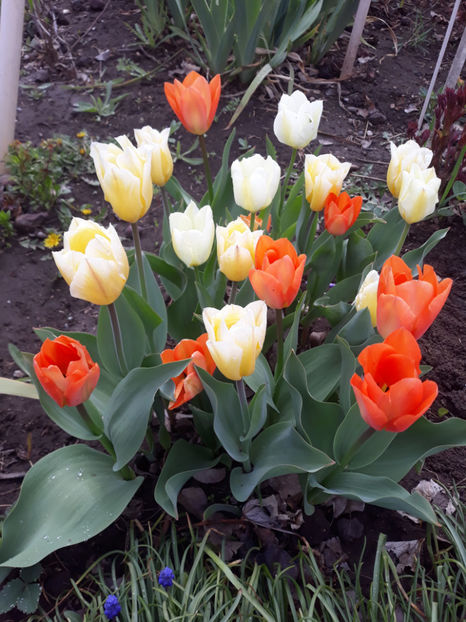  - Gradina primavara 2019