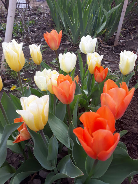  - Gradina primavara 2019